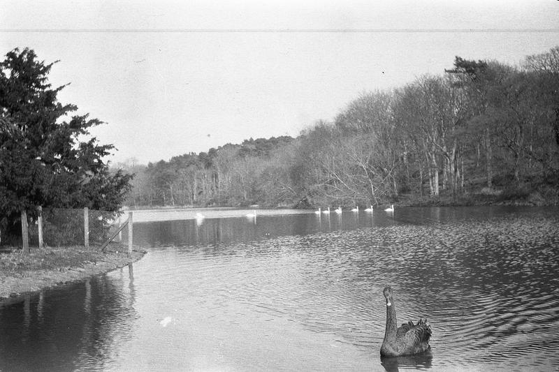 17. Waterfowl, lake, Culzean estate.