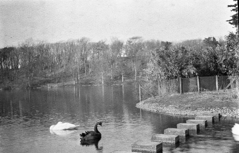 16. Water fowl on Culzean estate.